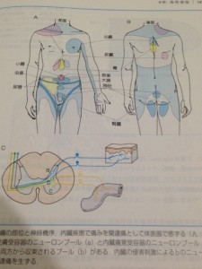 生理学関連痛