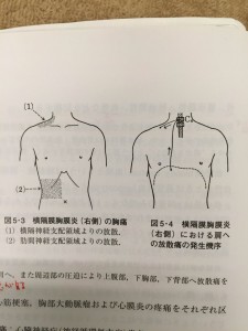 横隔神経