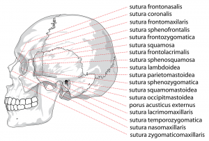頭蓋骨の図