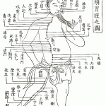 なぜ体の皮膚や筋肉を触り内臓が動くのか?