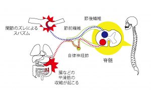 骨格のズレ,内臓への影響,梅田カイロプラクティック,梅田骨格矯正,梅田整体