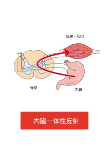 腸揉みの効果