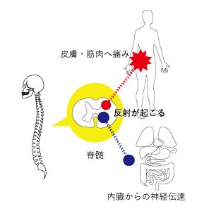 内臓体性反射,関連痛,梅田肩こり,梅田腰痛,梅田背中痛