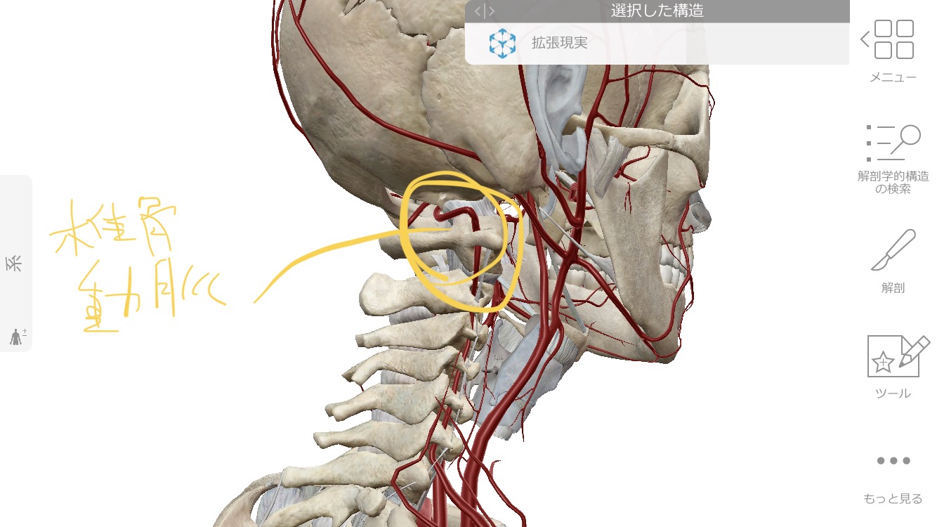 頭の奥の痛みは椎骨動脈が原因のことも