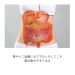 胃や十二指腸もアプローチする腸もみ技術